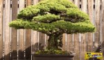 Το πιο ανθεκτικό φυτό! Αυτό το μπονσάι είναι 390 ετών και επιβίωσε από τη Χιροσίμα!