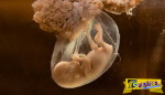 Η εκσπερμάτιση, η γονιμοποίηση και η εγκυμοσύνη. Ένα καταπληκτικό βίντεο για το θαύμα της ζωής!