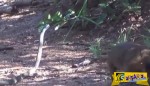 Συγκλονιστική μονομαχία φιδιού με μαγκούστα - Ο νικητής θα σας εκπλήξει!