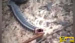 Αηδιαστικό! Έπιασαν φίδι και έβγαλε από μέσα του το... "γεύμα" του - Δεν φαντάζεστε τι είχε καταπιεί...