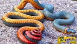Τα 10 πιο περίεργα φίδια που υπάρχουν στη γη!