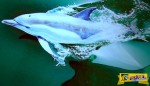 Η μεγαλύτερη συγκέντρωση δελφινιών που καταγράφηκε ποτέ σε κάμερα!