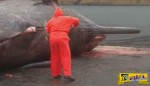 ΕΚΠΛΗΚΤΙΚΟ βίντεο: Σκάλιζε το κουφάρι μιας νεκρής φάλαινας και ξαφνικά συνέβη κάτι… ΑΠΙΣΤΕΥΤΟ!