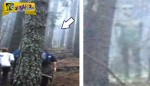 Ένας γίγαντας εξωγήινος καταγράφηκε από την κάμερα σε ένα Δάσος στην Βουλγαρία!