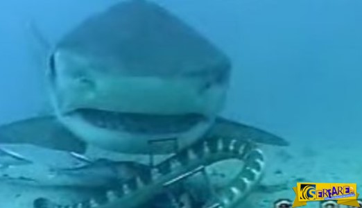 Η μάχη ενός φιδιού με καρχαρία στο βυθό της θάλασσας!