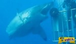 Μεξικάνος υδροβιολόγος ισχυρίζεται ότι βρήκε το μεγαλύτερο λευκό καρχαρία στον κόσμο: Και έχει τις αποδείξεις…