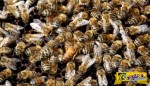 Η εκδίκηση ενός "στρατού μελισσών"! Άνδρας υπέφερε 1.000 τσιμπήματα!