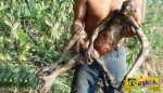 Σοκαριστικό: Μυστηριώδες πλάσμα βρέθηκε νεκρό στον Αμαζόνιο!