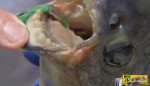 Το ψάρι "καρυοθραύστης": Τρώει όρχεις αντρών με τα ανθρώπινα δόντια του!