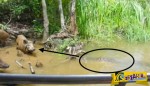 Ένας αλιγάτορας καταβροχθίζει ένα αγριογούρουνο μπροστά στα μάτια των τουριστών!