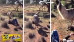 Emu κόζαρε τουρίστα και ήθελε να συνουσιαστούν!