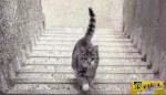 Η φωτογραφία που διχάζει το διαδίκτυο: Τελικά, η γάτα ανεβαίνει ή κατεβαίνει;