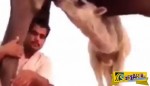 Selfie με καμήλα που θηλάζει; Ποτέ! Αυτά συμβαίνουν όταν έχει θράσος!