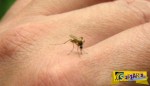 Αυτό είναι το ΚΟΛΠΟ για να μην σας τσιμπήσουν τα κουνούπια ΠΟΤΕ!