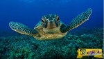 Τοποθέτησαν μια GoPro κάμερα σε μια θαλάσσια χελώνα και κατέγραψε μαγευτικά πράγματα!