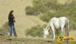 Πλησίασε ένα άγριο άλογο, όταν όμως γονάτισε για να βγάλει φωτογραφία…
