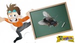 Ανέκδοτο: Το γυφτάκι ζωγραφίζει μια μύγα στον πίνακα ...