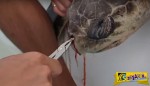 Δείτε την διάσωση αυτής της θαλάσσιας χελώνας από ένα σφηνωμένο καλαμάκι στη μύτη της!