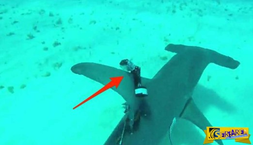 Δύτης ενσωμάτωσε κάμερα πάνω σε καρχαρία και κατέγραψε κάτι που δεν βλέπουμε κάθε μέρα!