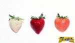 Πώς μια εταιρεία αποφάσισε να δημιουργήσει τη φράουλα του μέλλοντος!