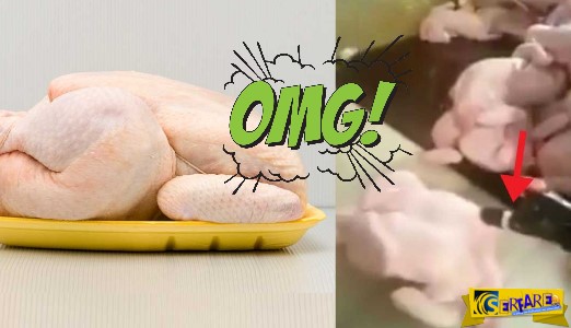 Δείτε τι κάνουν στα κοτόπουλα για να τα πουλήσουν… ακριβότερα!