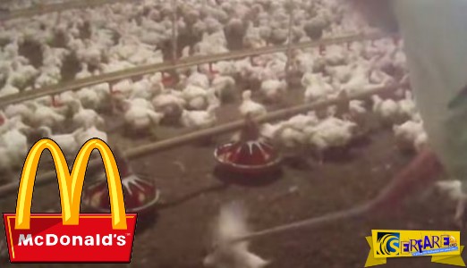 Δείτε το βίντεο - φρίκη που έκανε τα McDonald's να αλλάξουν προμηθευτή κοτόπουλων!