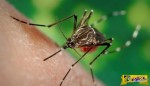 Τι θα γινόταν αν εξαφανίζονταν όλα τα κουνούπια του πλανήτη;