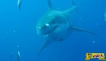 Είναι αυτός ο μεγαλύτερος καρχαρίας που έχει ποτέ κινηματογραφηθεί;