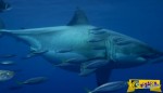 Καταγράψανε σε βίντεο έναν από τους μεγαλύτερους λευκούς καρχαρίες του κόσμου!