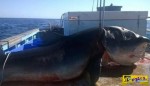 Τι έκανε ο άνθρωπος; Ψαράς σκότωσε καρχαρία - τίγρη εξίμισι μέτρων