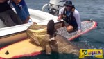 Δείτε αυτόν τον ψαρά να πιάνει ένα τεράστιο ψάρι 180 κιλών από την σανίδα του!
