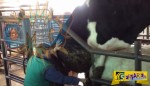 Βίντεο ΣΟΚ – δείτε πως παίρνουν ούρα και σπέρμα ταύρου και φτιάχνουν γνωστά αναψυκτικά!