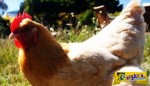 Η απίστευτη ιστορία του ακέφαλου κοτόπουλου που κατάφερε να επιβιώσει για 18 μήνες!