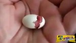 Βρήκε ένα αυγό και το πήρε στο σπίτι. Όταν έφτασε όμως την περίμενε μία έκπληξη…
