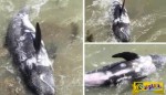 Απελπισμένο δελφίνι πέφτει στα βράχια για να γλυτώσει από τους διώκτες του