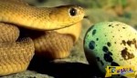 Μικροσκοπικό φίδι πασχίζει να φάει ένα μεγάλο αυγό!