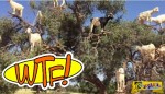 Το πιο παράξενο κοπάδι του κόσμου: «Ιπτάμενες» κατσίκες βόσκουν... πάνω σε δέντρο