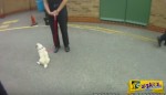 ΤΕΛΕΙΟ: Η αντίδραση ενός κλεμμένου σκύλου όταν επιστρέφεται στην ιδιοκτήτρια του...