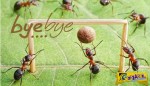 Μυρμήγκια: Με αυτό το κόλπο θα τα εξαφανίσετε από το σπίτι!