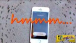 Μυστηριώδες βίντεο: Γιατί αυτά τα μυρμήγκια κάνουν κύκλους γύρω από ένα κινητό