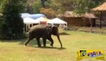 O υπερπροστατευτικός ελέφαντας - Δείτε πως έσωσε έναν άνθρωπο που κινδύνευε ...