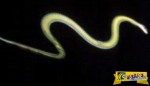 Το γνωρίζατε; Υπάρχουν... ιπτάμενα φίδια που «ταξιδεύουν» στον αέρα!