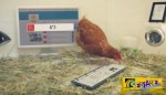 Απίστευτο: Κοτόπουλο διαχειρίζεται λογιαριασμό μεγάλου εστιατορίου στο Twitter - Πώς... τουιτάρει