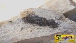 Δείτε τι κάνουν χιλιάδες μυρμήγκια σε ένα πεθαμένο πουλί σε 24 ώρες!