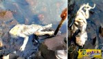 Μυστηριώδες πλάσμα βρέθηκε από μια ομάδα πυροσβεστών σε ακτή στην Ουρουγουάη!