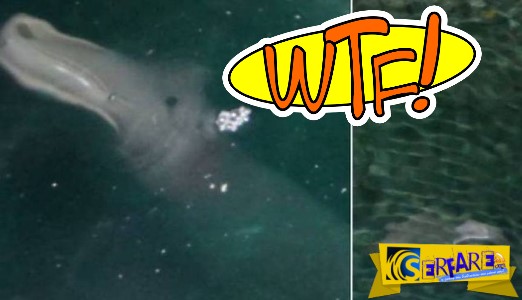 Τουρίστας φωτογράφισε παράξενο πλάσμα σε θαλάσσια σπηλιά της Κέρκυρας!