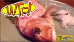 Μισοφαγωμένο ψάρι ζωντάνεψε και έφυγε από το πιάτο! Απίστευτο βίντεο