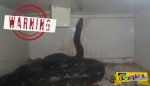ΣΟΚ: Πύθωνας 6 μέτρων & 56 κιλών επιτέθηκε & καταβρόχθισε τον ιδιοκτήτη pet shop - η μάχη για την διάσωση