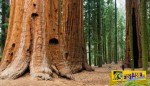 Δείτε το γιγαντιαίο δέντρο σεκόγια ... 3.200 ετών!