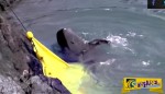 Συγκλονιστικό βίντεο: Φάλαινα προσπαθεί να αυτοκτονήσει για να γλιτώσει από τους κυνηγούς!